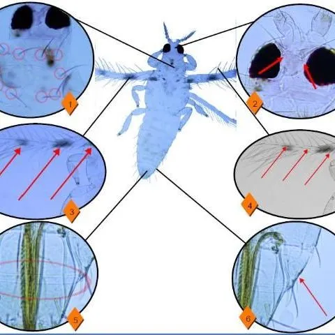 thumbnail for publication: Pest Information Guide: Six-Spotted Thrips Scolothrips sexmaculatus (Pergande)
